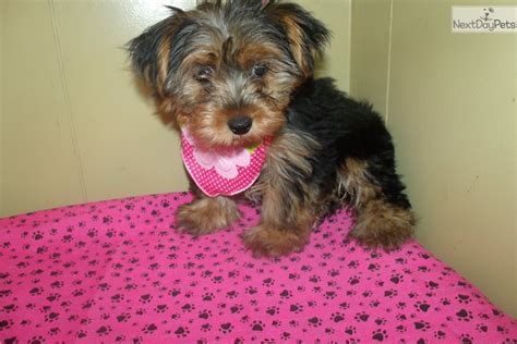Site started by a friend for family and friends to follow the little. Yorkshire Terrier - Yorkie puppy for sale near North Jersey, New Jersey. | 78e7764a-0a91