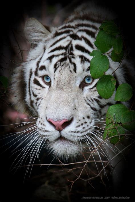 White Tiger With Blue Eyes Magicalnaturetour Photo By Vyacheslav A