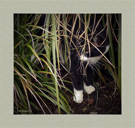 Stealth Cat Photograph By Brian Wallace Pixels