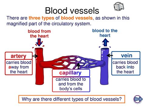 These vessels transport blood cells, nutrients, and oxygen to the tissues of the body. SCIENCE