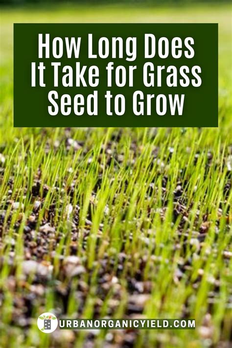 Grass Seed Tips How To Grow Fast Planting Grass Grass Seed