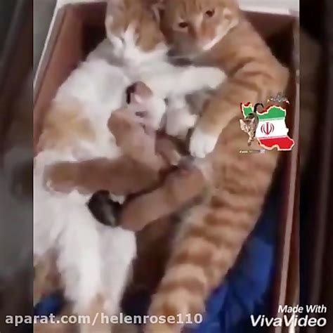 یك گربه پدر هم به فرزندانش عشق میورزد