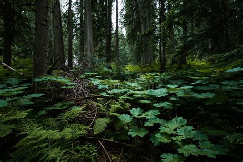 Rain Forest Near Field In British Columbia Canada Stock Photo Image