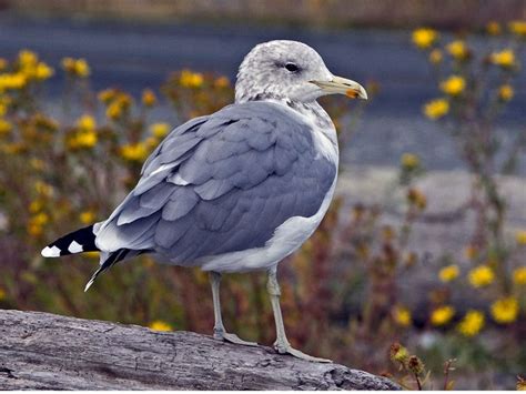 California Gull Larus Californicus By Elainerwilson Gull Bird