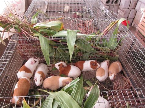 Guideline On Features For Guinea Pig Cages Pets Nurturing