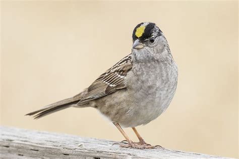 Golden Crowned Sparrow Beautiful Birds Sparrow North Plains