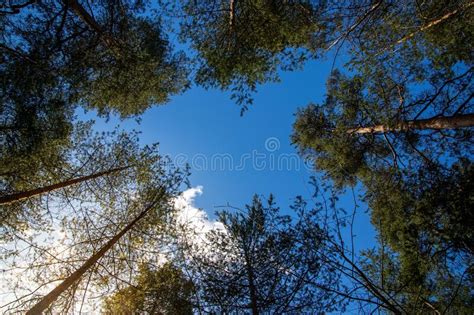 Low Angle Shot Of Tall Trees Under A Blue Sky Stock Photo Image Of