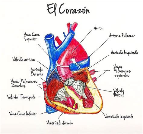 Somos Medicos On Instagram “el Corazón Y Su Anatomía ️ Somosmedicos