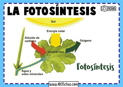 Ejemplo Fotosintesis De Las Plantas Abc Fichas