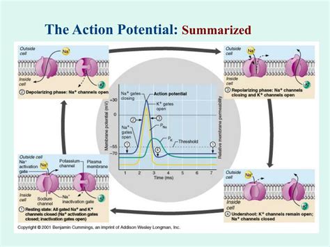 Ppt Action Potential Overview Powerpoint Presentation Free Download
