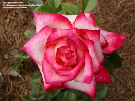 The creamy pink flowers are edged in medium pink and emit a strong fragrance. PlantFiles Pictures: Hybrid Tea Rose 'Kordes Perfecta ...