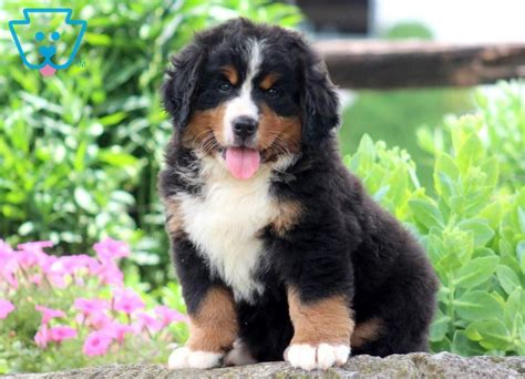 They are very gentle, calm, affectionate, and faithful call or email us to make an appointment to meet our puppies and dogs. Jenna | Bernese Mountain Dog Puppy For Sale | Keystone Puppies