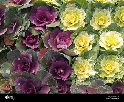Brassica Oleracea Var Acephala Colourful Decorative Cabbages For