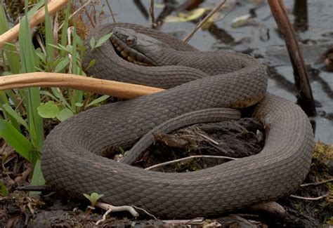 En Los Ríos Lagos Y Pantanos Serpiente De Agua Del Norte