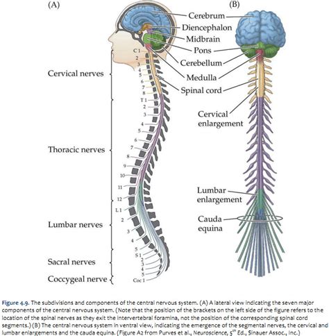 Figure The External Appearance Of The Cervical Spinal Cord Ventral