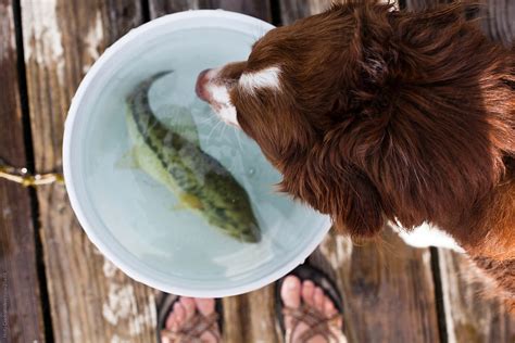 Dog Looks Into Bucket Of Water With Fish On Dock By Stocksy