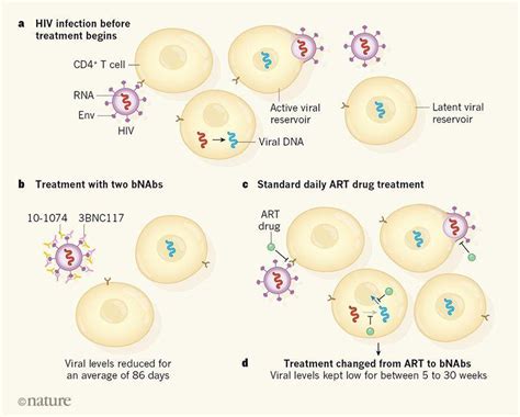 Dual Bnab Therapy Can Maintain Hiv Viral Suppression Immunopaedia
