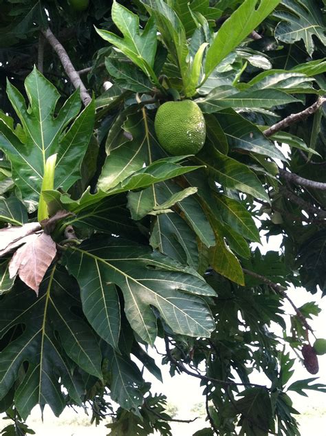 Breadfruit Tree In Guam Sorry I Tried It And I Didnt Like It It Was