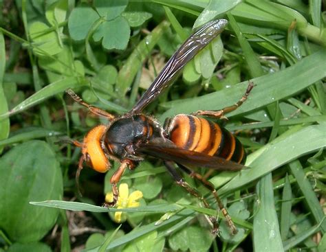Asian Giant Hornet Pictures Diet Breeding Life Cycle Facts