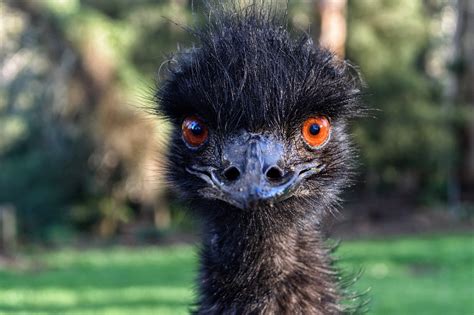 Emu Australien Vogel Kostenloses Foto Auf Pixabay