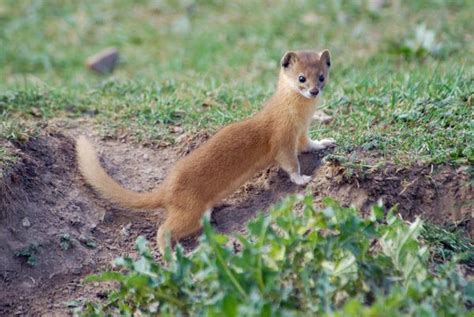 Weasel Facts Types Diet Reproduction Classification Pictures