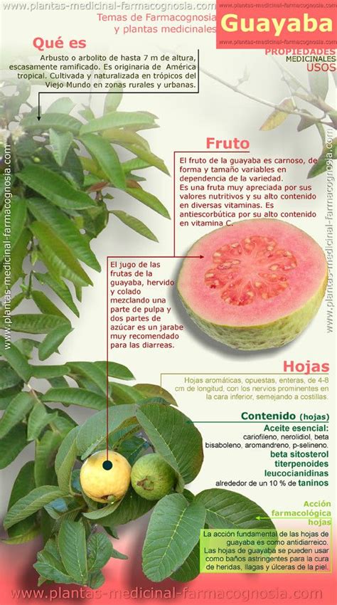 Modes of action of disinfectants. Propiedades de la guayaba. Infografia - Farmacognosia ...