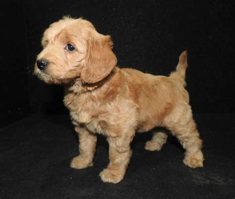 Watch trailers & learn more. Rachel-2021 - Dog Gone Doodles