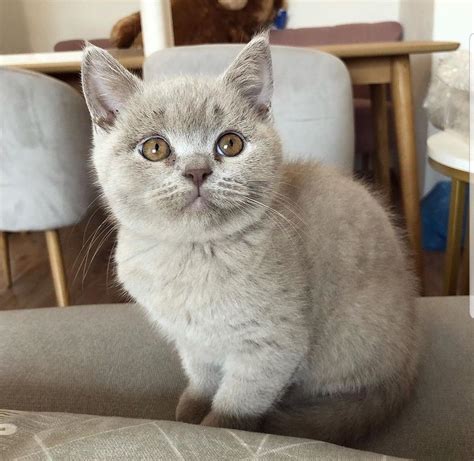 British Shorthair Lilac Kittens For Sale Care About Cats