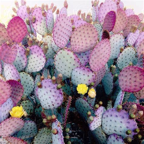 Close Up Of Colorful Cacti By Daniel Kim Photography Cactus Flower