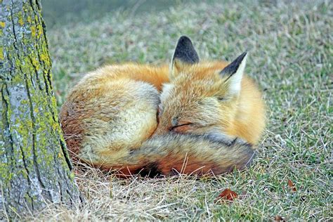 Sleepy Fox Photograph By Mary Lee Agnew Fine Art America