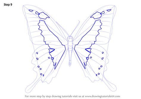 Step By Step How To Draw A Papilio Butterfly