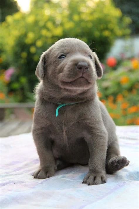Buy Silver Labrador Puppies Petsidi