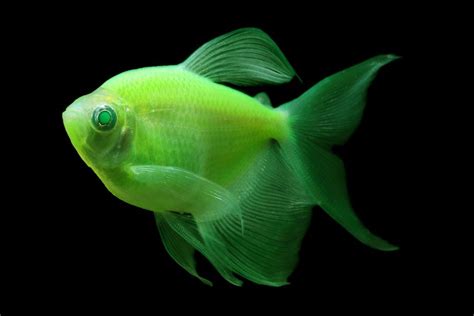 Glofish Long Fin Electric Green Tetra Glofish Tetra Fish Tropical