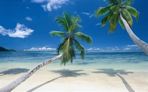 Palm Trees On Beach Desktop Wallpapers 1920x1200