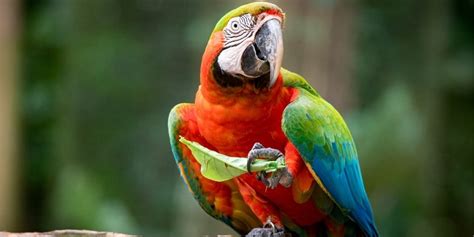 Catalina Macaw Facts Is This Hybrid Parrot Right For You Your Parrot Cage