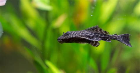 8 Smallest Pleco Fish A Z Animals