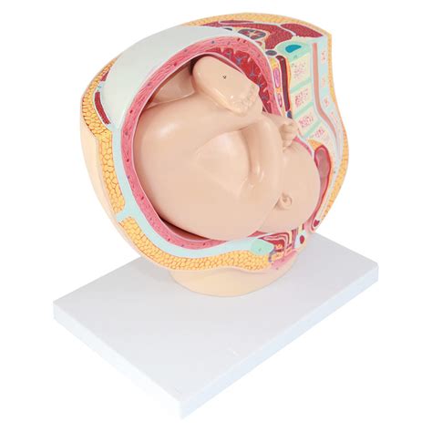 Buy Pregnancy Anatomical Models Female Pregnancy Full Term Fetal