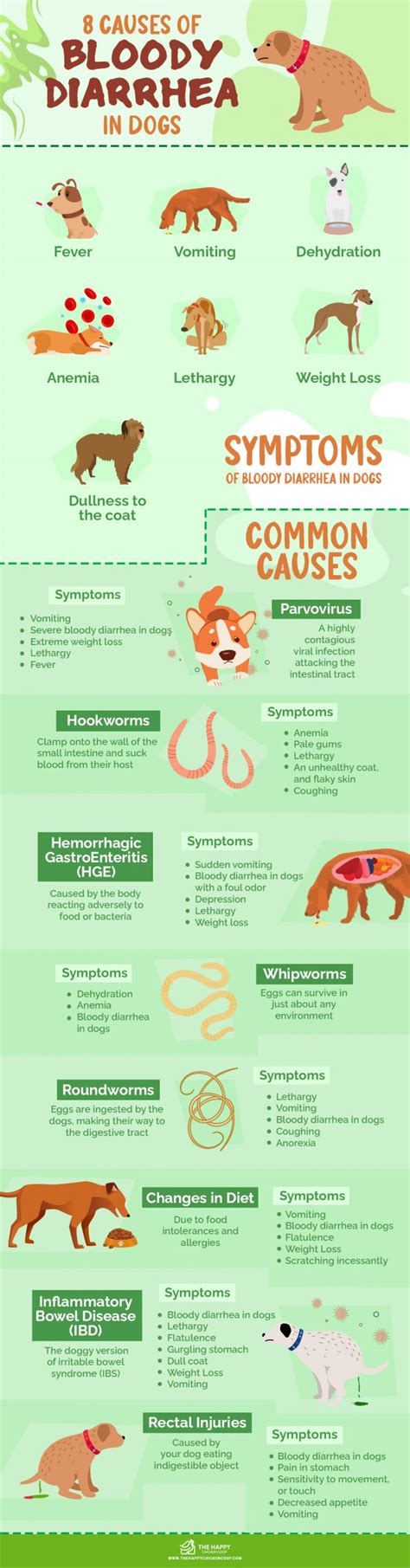 8 Causes Of Bloody Diarrhea In Dogs 2022