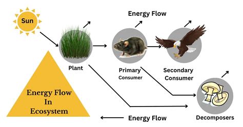 Energy Flow In Ecosystem Food Chain Food Web With Diagram