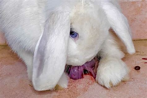 Do Rabbits Eat Their Babies Small Animal Pets