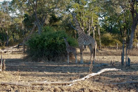 Thornicroft Giraffe G C Thornicrofti South Luangwa Tal In Sambia