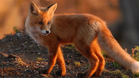 Red Fox Foxes Wallpaper 40437493 Fanpop