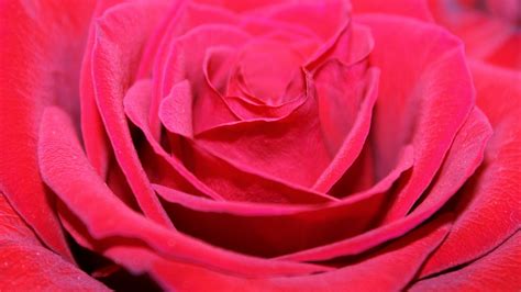 Download Wallpaper 1920x1080 Red Rose Bud Petals Close Up Full Hd