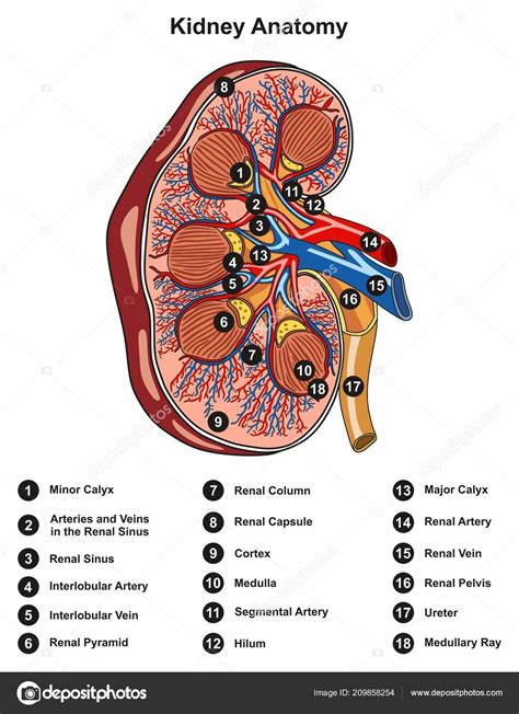 Etiquetado Anatomía Renal Sección Transversal Infografía Diagrama