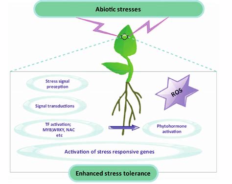 2 A Simplified Scheme Of Mechanism For Abiotic Stress Tolerance In
