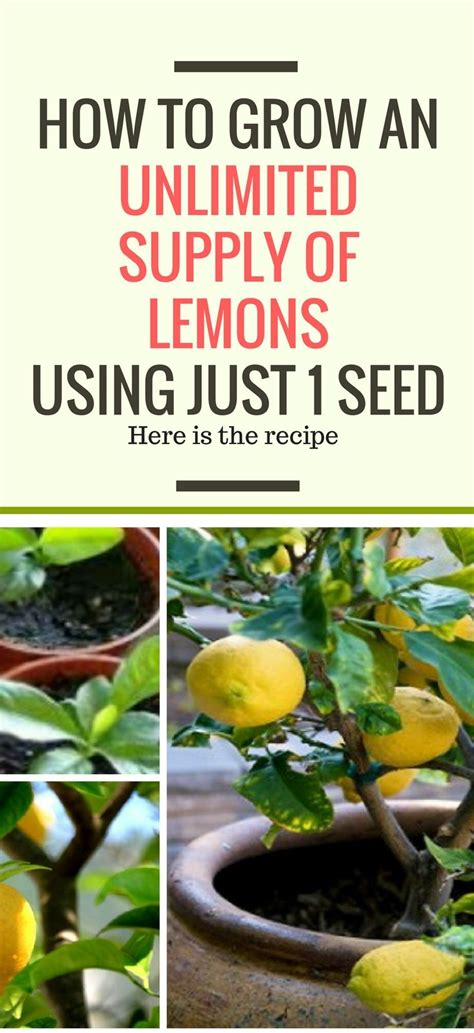 How To Grow An Unlimited Supply Of Lemons Using Just 1 Seed Lemon