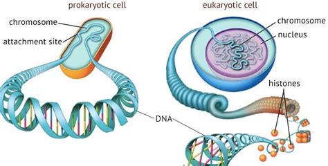 Chromosome Definition Types Structure Functions Role Significance