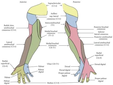 Cutaneous Innervation Of The Upper Extremity Note The Significant