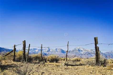 Distant Snowy Mountains With Foreground Trees Stock Photo Image Of