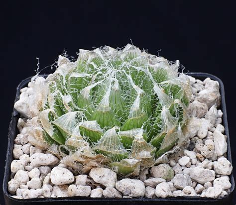 Haworthia Semiviva Lav Biesiespoort S Of Victoria West Haworthialand